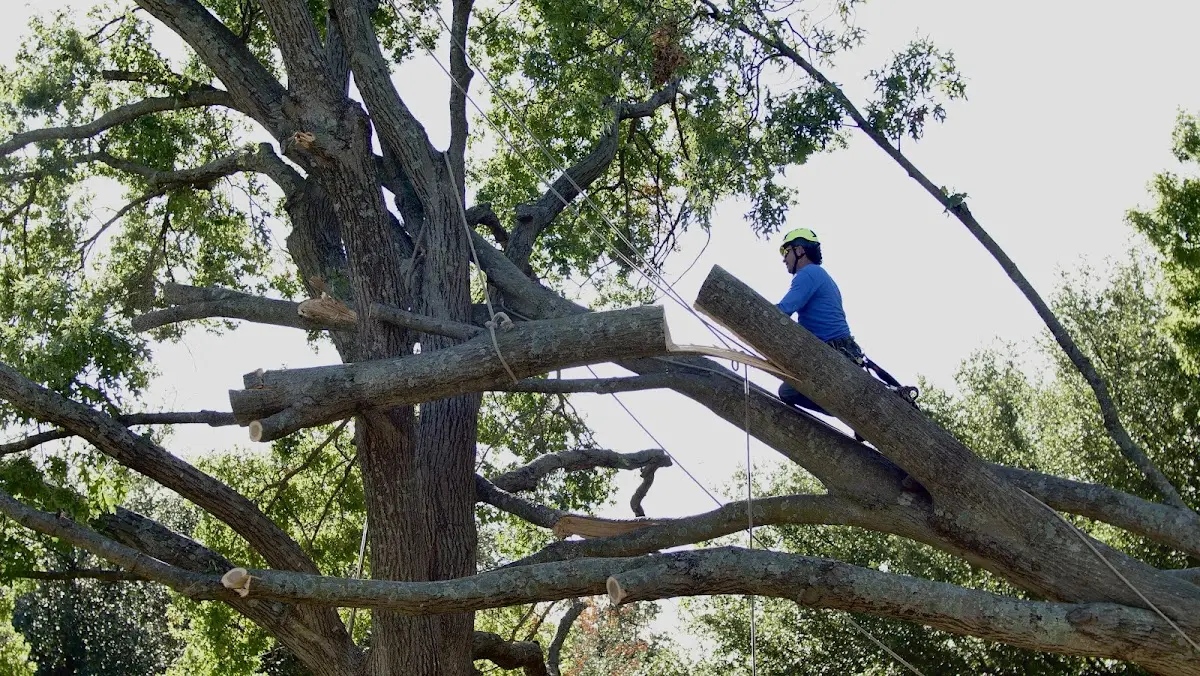 Professional Hazardous Tree Removal performed by certified arborists in Oden