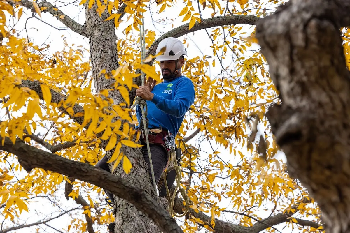 Skilled Tree Planting crew working in Oden